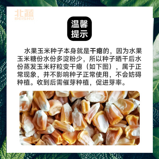 北蔬水果玉米种子黄甜玉米籽大全南北方 苏科甜1506玉米种子 20粒/袋