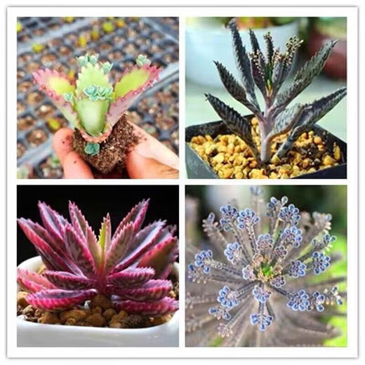 Phoenix Princess Lace, wide-leaf phoenix, large leaves falling to the ground, large-leaf phoenix, small-leaf phoenix, phoenix brocade, pot not included