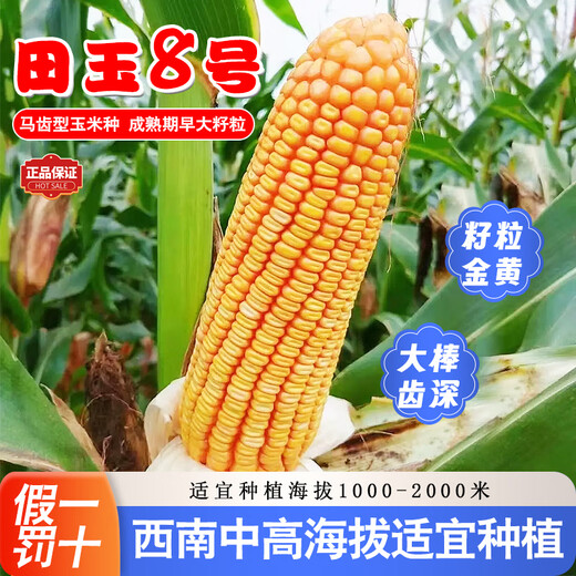Семена кукурузы средней высоты Юньнань Тяньюй № 8, оригинальные аутентичные семена кукурузы с большой палкой и глубокими зубцами Тяньюй № 8, семена кукурузы 4 Цзинь Цзинь, равные 0,5 кг, 9 мешков, 2 кг/мешок