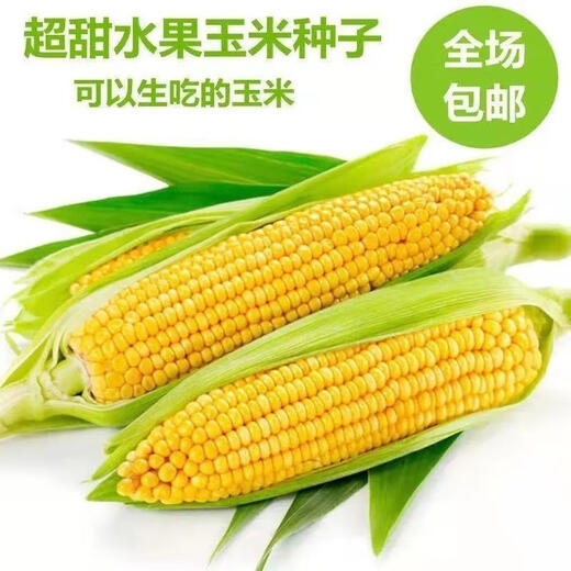 Super sweet fruit corn seeds, big sticks, early maturing, sweet and glutinous, can be eaten raw in the field all year round. Can be eaten raw. Super sweet fruit corn seeds, artificially selected new species, 101 seeds (2 packs+)