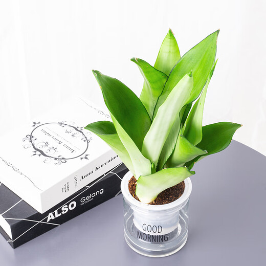 Phnom Penh tiger orchid new house office succulent flowers white jade tiger orchid long-legged tiger orchid green plant potted plant 3 Phnom Penh tiger orchid + 1 gallon pot with bottom tray