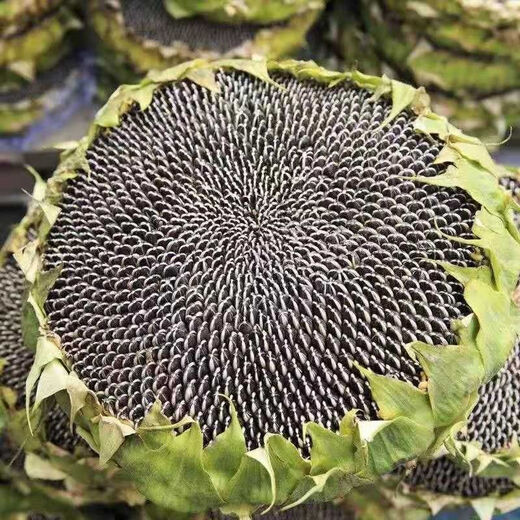 Large edible sunflower seeds, melon seeds, large, plump sunflower seeds, edible sunflower seeds, original 3 packs, about 78 seeds