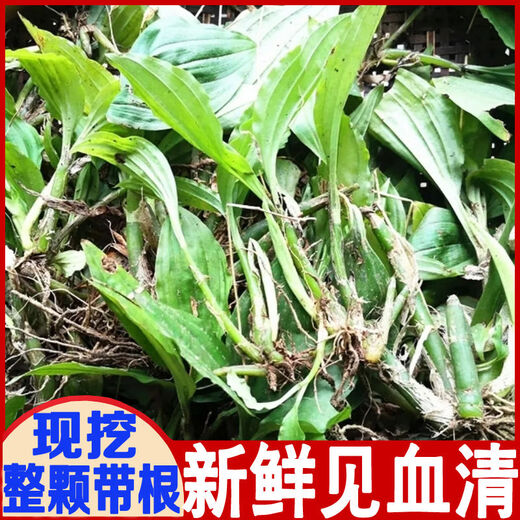 Fresh Jianxue herbal Chinese herbal medicine Jianxueqing Chinese herbal medicine sheep ear garlic good site wholesale seedlings potted plants fresh 4Jin Jin equal to 0.5kg simple packaging