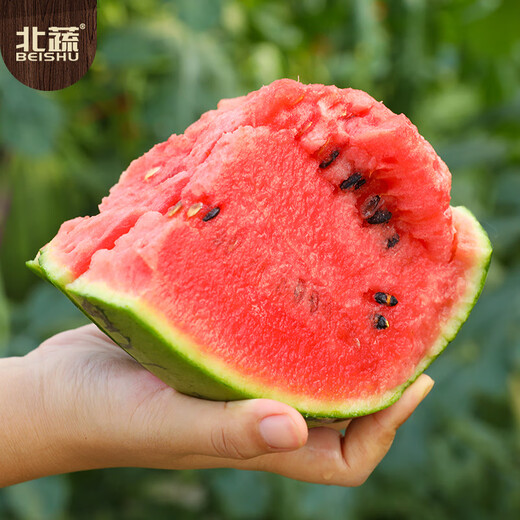Northern Vegetable Watermelon Seed Seedlings Early Mature Thin-Skinned Small Fruit Suitable for Potted Melon Seeds in the North and South Ruby Watermelon Seeds 50 Tablets