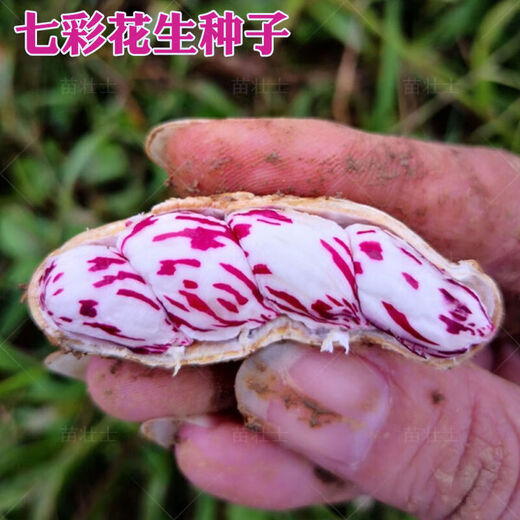 Miao Chongchong New Arrival Colorful Peanut Seeds Vegetable Seeds Old Variety Flower Skin Purple Flower Caiyi Fairy Colorful Peanut 40g X1 Bag