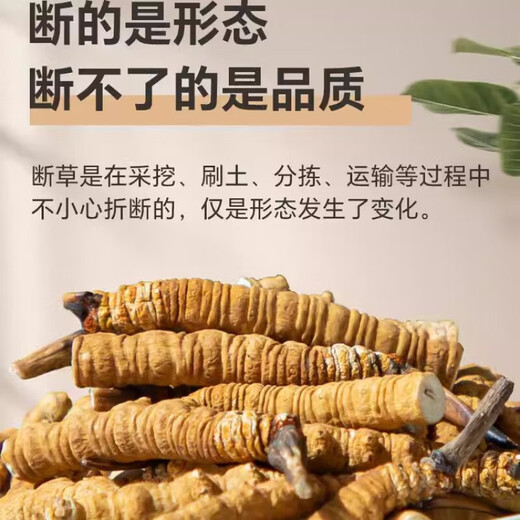 Cordyceps sinensis broken grass authentic cordyceps high altitude broken grass in Tibetan areas, fresh dried cordyceps large broken grass [authentic Tibetan areas high altitude] 11 grams of broken grass