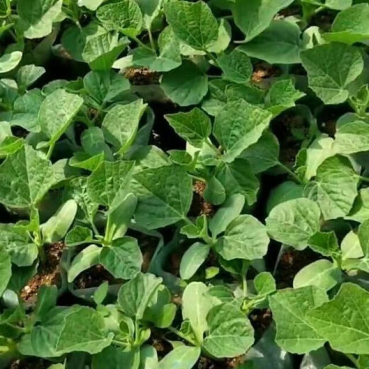 New product Jiuxianbao gourd extra large gourd seeds vegetable balcony garden potted climbing vine seeds Jiuxianbao gourd seeds seeds a pack of about 35 seeds