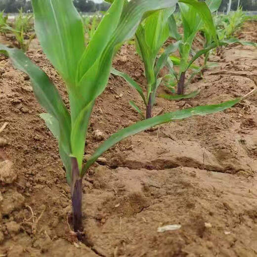 Chihui popcorn seeds special spherical high-yielding disease-resistant early-maturing popcorn seeds for spring garden field planting popcorn corn seeds about 200g simple package + fertilizer