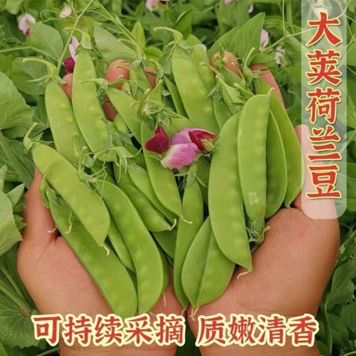甜脆荷兰豆种子菜豌豆双花双夹耐寒农家自种秋冬季豆角菜种子 荷 荷兰豆种子[今年新种 #9898颗颗新种子--300粒