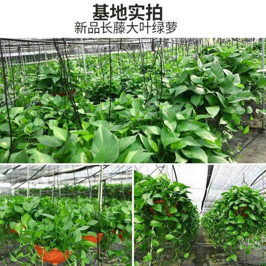 Xingxiang green radish potted hydroponic green plants for new houses, formaldehyde-removing plants, 180# gallon pots, 4 pots + water-absorbing pots, straight from the source