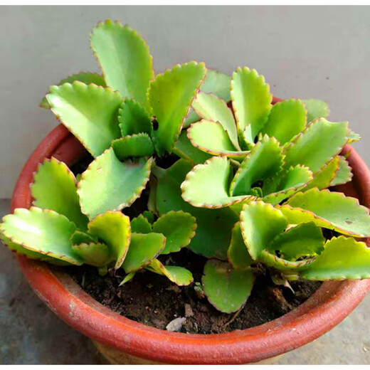 Phoenix Princess Lace, wide-leaf phoenix, large leaves falling to the ground, large-leaf phoenix, small-leaf phoenix, phoenix brocade, pot not included