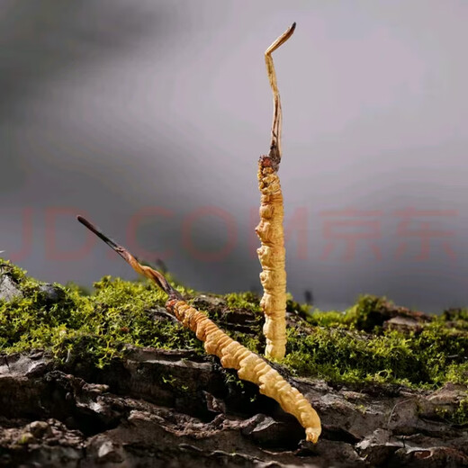 Hochwertige Cordyceps sinensis echte Erste Trockenwaren Cordyceps 3 Wurzeln/g 2 Wurzeln/g Mehrere Spezifikationen High-End-Geschenkboxen Nagqu Cordyceps 3 Wurzeln pro Gramm 100 Teile für denselben Stil 3 Wurzeln 3 Wurzeln