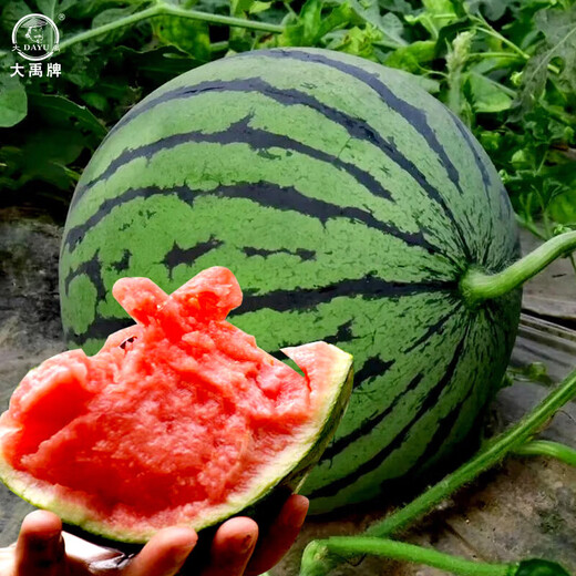 Dayu 8424 watermelon seeds are suitable for southern rock sugar unicorn melon seeds, early-maturing and thin-skinned rock sugar unicorn melon watermelon seeds, 30 capsules x 2 bags