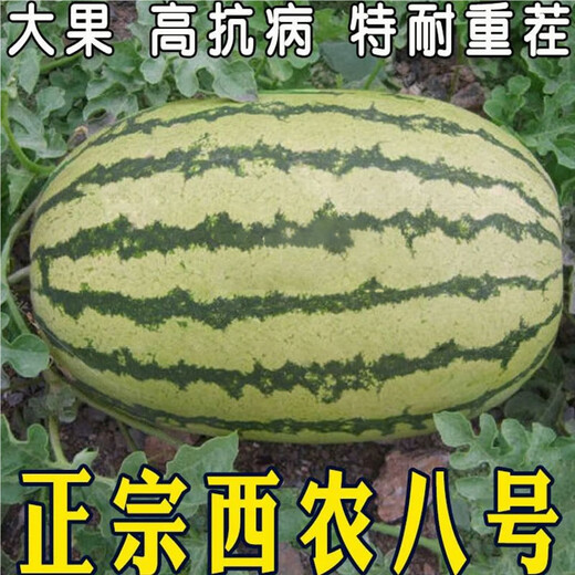 Xiangbin resistant to heavy cropping Xinong No. 8 watermelon seeds extra large lazy unicorn super sweet high yield giant watermelon fruit seeds Xinong No. 8 watermelon seeds 5g original