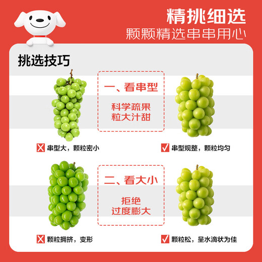 Jingxiansheng Sunshine Rose Grape Green Grape 4-4.5Jin Jin is equal to 0.5kg gift box, single fruit about 10g, fresh fruit, fresh gift box