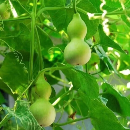 New product Jiuxianbao gourd extra large gourd seeds vegetable balcony garden potted climbing vine seeds Jiuxianbao gourd seeds seeds a pack of about 35 seeds
