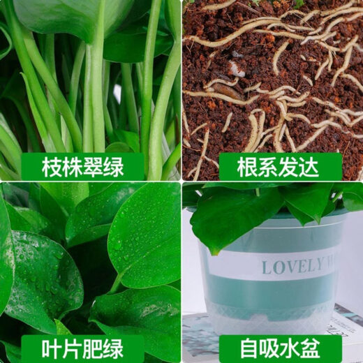 Xingxiang green radish potted hydroponic green plants for new houses, formaldehyde-removing plants, 180# gallon pots, 4 pots + water-absorbing pots, straight from the source