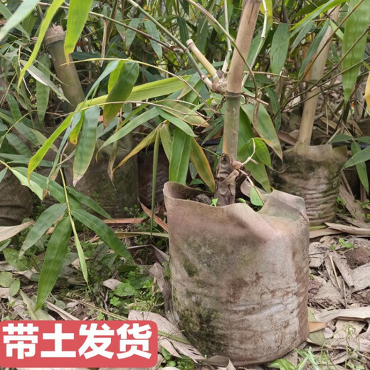 Bamboo seedlings, fruity bamboo shoots, Yunnan Bo's sweet dragon bamboo shoots, bamboo shoots that can be eaten raw when they are planted, 20 sweet bamboo seedlings