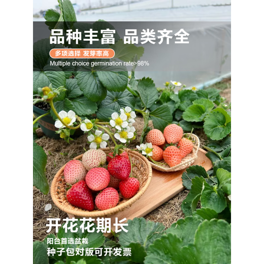 Strawberry seeds Dandong 99 four seasons fruit cream strawberry fruit seeds vegetable seeds complete seed seedlings strawberry 500 + pot + soil + fertilizer