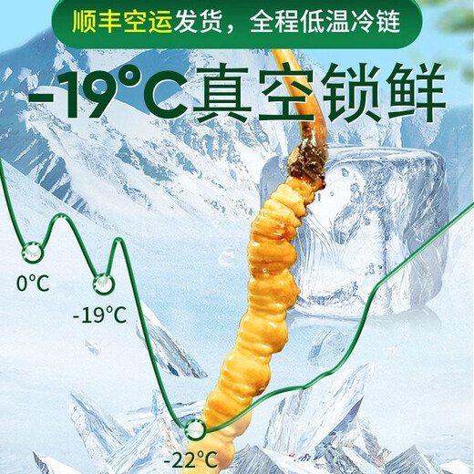 新鲜冬虫夏草2025年头期正品高海拔鲜虫草领导过节送礼送长辈 1.0~1.2克/根-100根鲜虫草