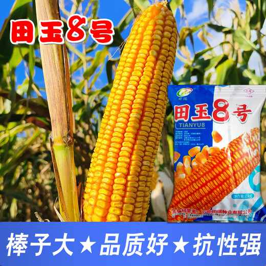 Семена кукурузы средней высоты Юньнань Тяньюй № 8, оригинальные аутентичные семена кукурузы с большой палкой и глубокими зубцами Тяньюй № 8, семена кукурузы 4 Цзинь Цзинь, равные 0,5 кг, 9 мешков, 2 кг/мешок