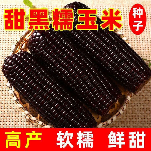 Spring black sweet waxy corn seeds, super sweet seeds, four seasons, high yield, extra large drought-tolerant seed corn, nationally approved black waxy corn seeds, 3 packs, about 150 seeds