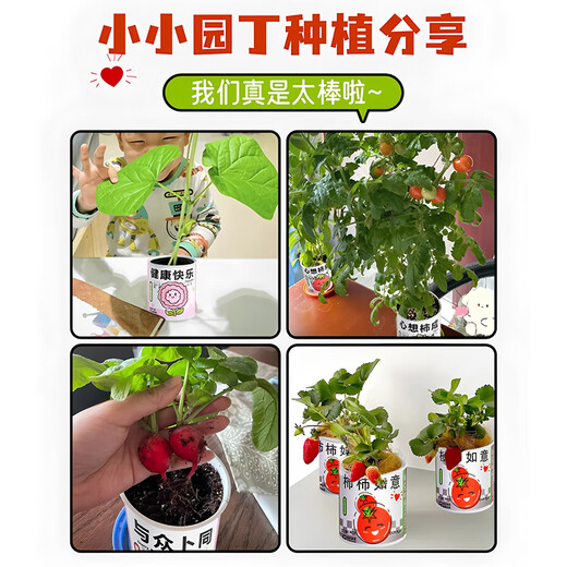 蚁恩罐头植物盲盒幼儿园室内种植小盆栽蔬菜花卉种子绿植61儿童节礼物 【寓意种植小盆栽盲盒、3罐装】 【老师推荐/简单易活/四季可种】