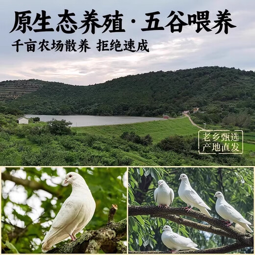 Grandpa Lu's farm, freshly killed live pigeons over 3 years old, farm free-range pigeon meat stew, squab, fresh pigeons, 3 years old pigeons, 1 pack, about 400g each Grandpa Lu's farm, freshly killed live pigeons over 3 years old, farm free-range pigeon meat stew, squab, fresh pigeons, 3 years old pigeons, 1 pack, about 400g each