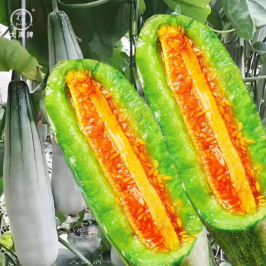 Dayu white-skinned melon seeds collection cantaloupe seedlings seedlings seedlings Baishami north and south fruit balcony planting spring 30 yangjiao honey melon seeds