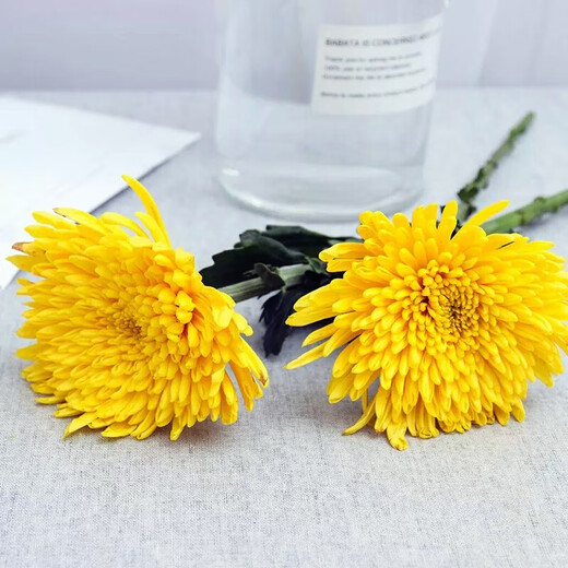 Garden new Qingming Festival yellow and white chrysanthemum flower bouquet for mourning, sweeping tombs, worshiping ancestors, worshiping mountains and praying to gods, Guangzhou base express delivery nationwide, 30 pieces of yellow chrysanthemums, vase not included