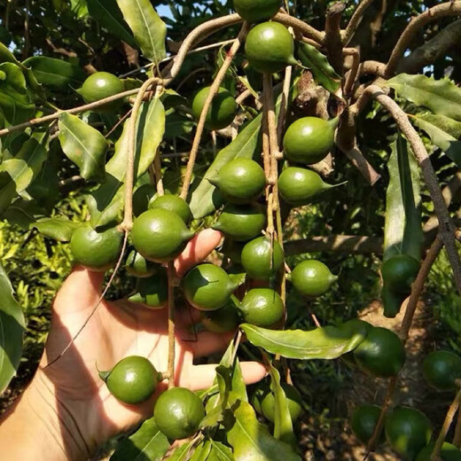 桂热一号坚果苗澳洲夏威夷果正宗矮化嫁接苗庭院常绿树苗带土发货 695号坚果四年【带营养杯发货】 90cm(含)-99cm(含)