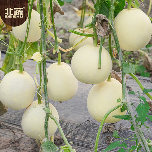 Beishu melon seed seedlings rock sugar heart-shaped white-skinned melon melon fruit seeds white sand honey melon seeds 150 capsules
