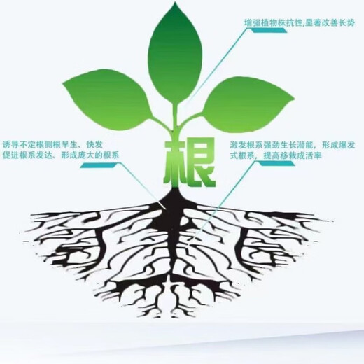 Junyan rooting powder is a general-purpose rapid rooting and seedling strengthening solution for flowering, tree cuttings, transplanting and planting. Rooting powder bagged 500g*2 bags