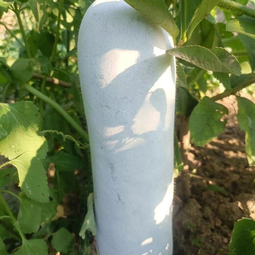 Pink-skinned winter melon original seed, long columnar type, selected winter melon seeds, a complete list of spring sown vegetables, pink-skinned winter melon, pink-skinned winter melon seeds (germination rate 99%) FDG569 new species, 5 packs, about 110 seeds, free