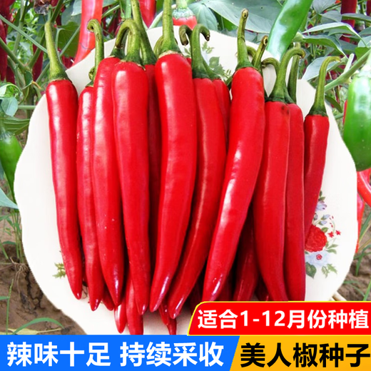 Spicy Spicy Pepper Seeds, Golden Spicy Green Peppers, Pig Intestine Pepper Seeds, Potted Vegetable Seeds for Garden Fields and Balconies, New Beauty Peppers, Hot and Touching, Approximately 900 capsules, 3 packs