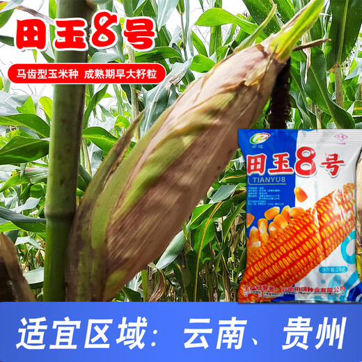 Семена кукурузы средней высоты Юньнань Тяньюй № 8, оригинальные аутентичные семена кукурузы с большой палкой и глубокими зубцами Тяньюй № 8, семена кукурузы 4 Цзинь Цзинь, равные 0,5 кг, 9 мешков, 2 кг/мешок