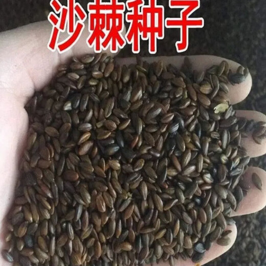 【1278人收藏】沙棘营养丰富沙棘树水果树种籽耐寒耐旱果树多年生 沙棘种子1包100粒