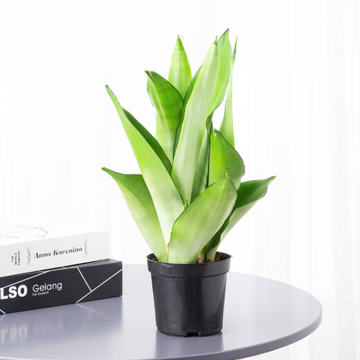 Phnom Penh tiger orchid new house office succulent flowers white jade tiger orchid long-legged tiger orchid green plant potted plant 3 Phnom Penh tiger orchid + 1 gallon pot with bottom tray