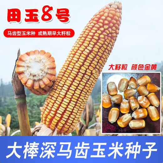 Семена кукурузы средней высоты Юньнань Тяньюй № 8, оригинальные аутентичные семена кукурузы с большой палкой и глубокими зубцами Тяньюй № 8, семена кукурузы 4 Цзинь Цзинь, равные 0,5 кг, 9 мешков, 2 кг/мешок