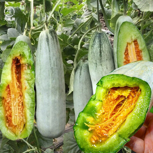 Dayu white-skinned melon seeds collection cantaloupe seedlings seedlings seedlings Baishami north and south fruit balcony planting spring 30 yangjiao honey melon seeds