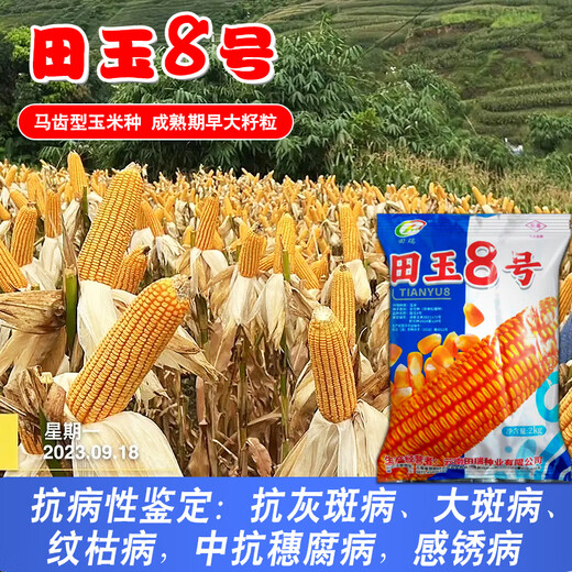 Семена кукурузы средней высоты Юньнань Тяньюй № 8, оригинальные аутентичные семена кукурузы с большой палкой и глубокими зубцами Тяньюй № 8, семена кукурузы 4 Цзинь Цзинь, равные 0,5 кг, 9 мешков, 2 кг/мешок