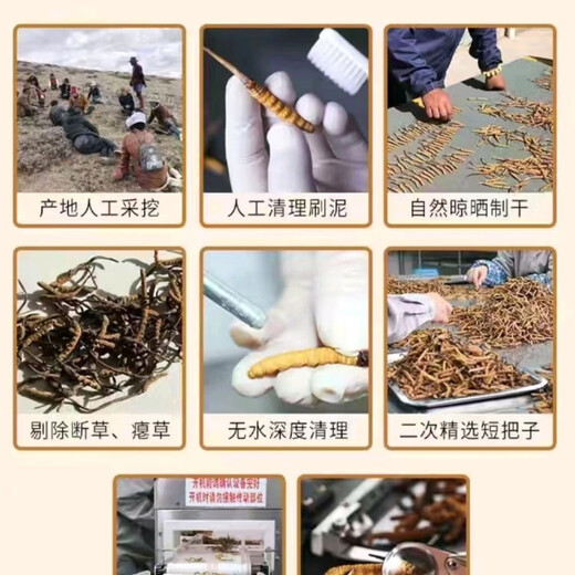 Hochwertige Cordyceps sinensis echte Erste Trockenwaren Cordyceps 3 Wurzeln/g 2 Wurzeln/g Mehrere Spezifikationen High-End-Geschenkboxen Nagqu Cordyceps 3 Wurzeln pro Gramm 100 Teile für denselben Stil 3 Wurzeln 3 Wurzeln