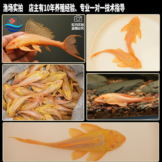 
Queen Sail Scavenger Garbage Fish Cleaning Fish Tank Algae Removal Tool Fish Tropical Freshwater Ornamental Fish Scavenger Fish 1517cm Red-eyed Queen Sail 1