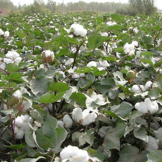 Xinjiang Cotton Seed Lazy Man Thousand Jin Jin is equal to 0.5 kg Wang Datian Planting Resistant to Insects, Diseases and Repeated Cropping Xinjiang Cotton Seed This Year's New Seed Coated Seed Selected 50 Seeds