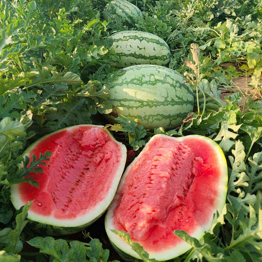 Xiangbin resistant to heavy cropping Xinong No. 8 watermelon seeds extra large lazy unicorn super sweet high yield giant watermelon fruit seeds Xinong No. 8 watermelon seeds 5g original