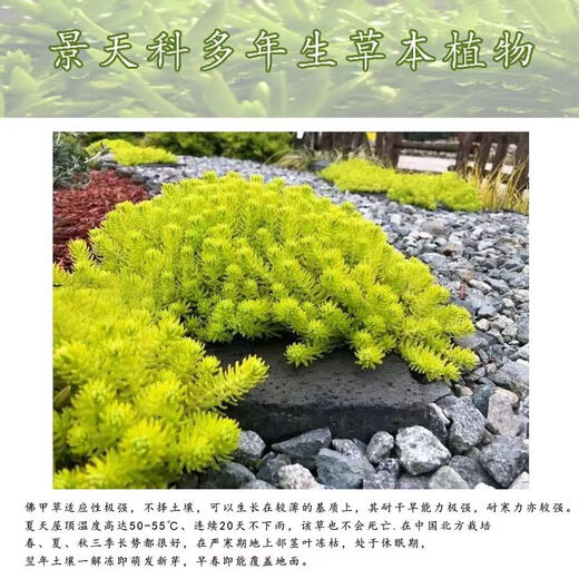 Lazy golden Buddha's grass courtyard perennial lawn turf gold indoor garden cold-resistant ground cover seedlings Golden Buddha's grass pot (11 cm diameter)