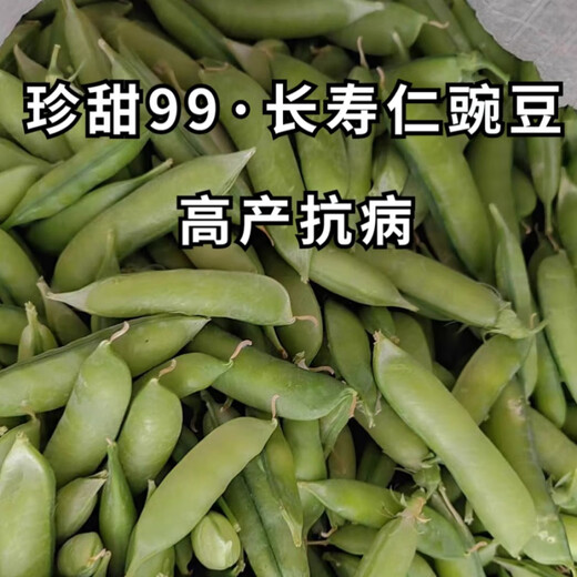 Zhentian 99 Sweet Pea Seeds Longevity Kernel Large Pods Large Sweet Crisp Dutch Pea Seeds Sown in Spring and Autumn Four Seasons Pea Seeds 10Jin Jin equals 0.5kg Original Bag Zhentian 99
