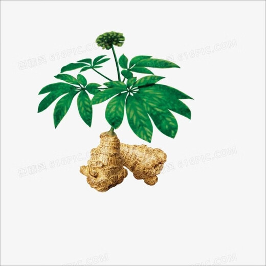 Peking Tongrentang Rohstoffe Sanqi Yunnan Wenshan Chun Sanqitou ganz
