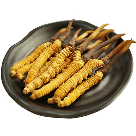 新鲜冬虫夏草2025年头期正品高海拔鲜虫草领导过节送礼送长辈 1.0~1.2克/根-100根鲜虫草