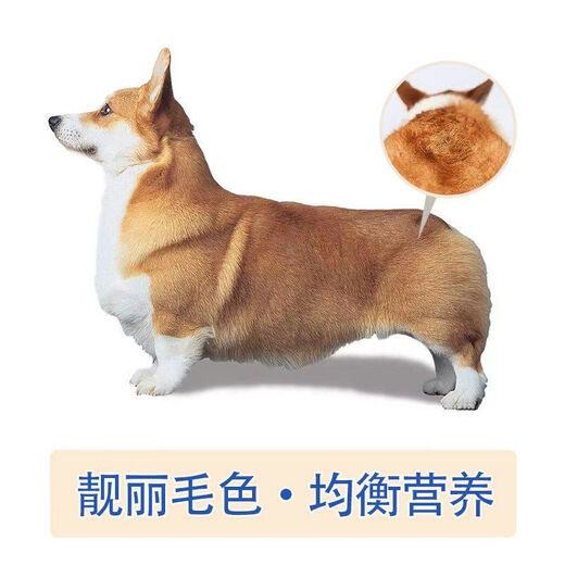 Baichan high-end Corgi full-stage dog food for adult dogs and puppies, beautiful coat, light tear stains, fattening and calcium supplement, universal 5 Jin Jin equals 0.5 kg. Corgi full-stage dog food 5 Jin Jin equals 0.5 kg (small grains)